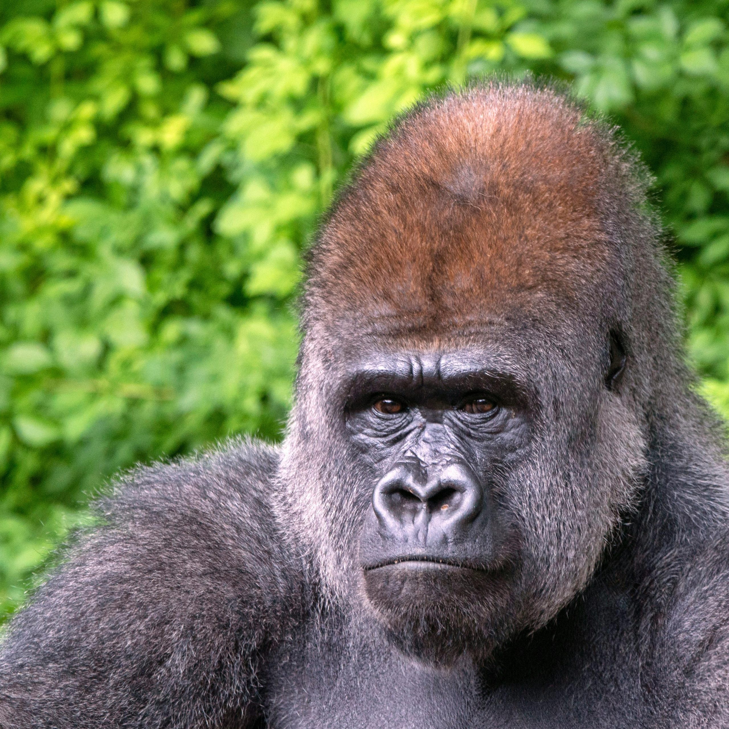 10 Days Lowland gorillas and primates Rwanda safari experience