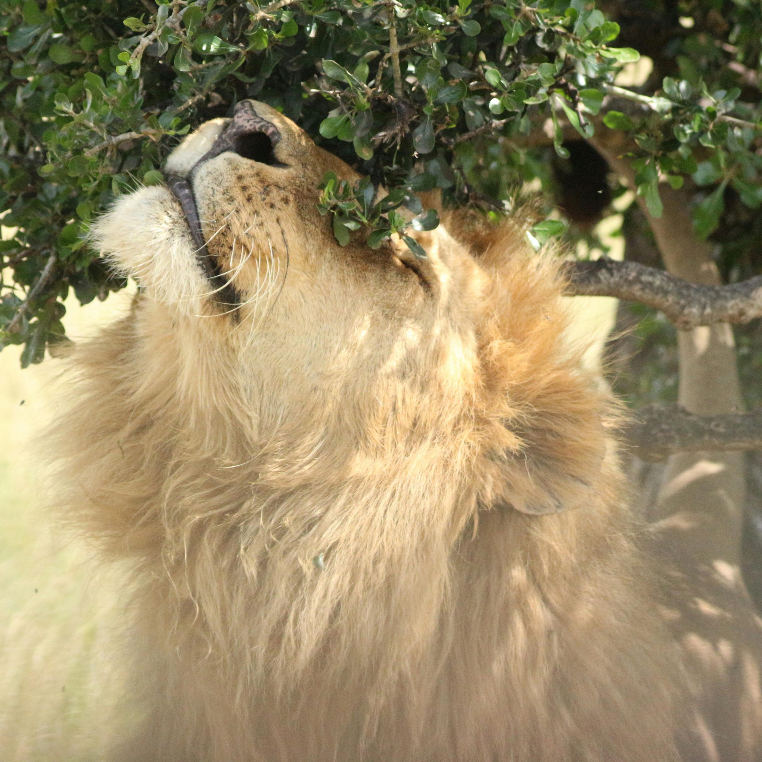 20 Days Rwanda, Uganda, Tanzania & Kenya Combined Safari