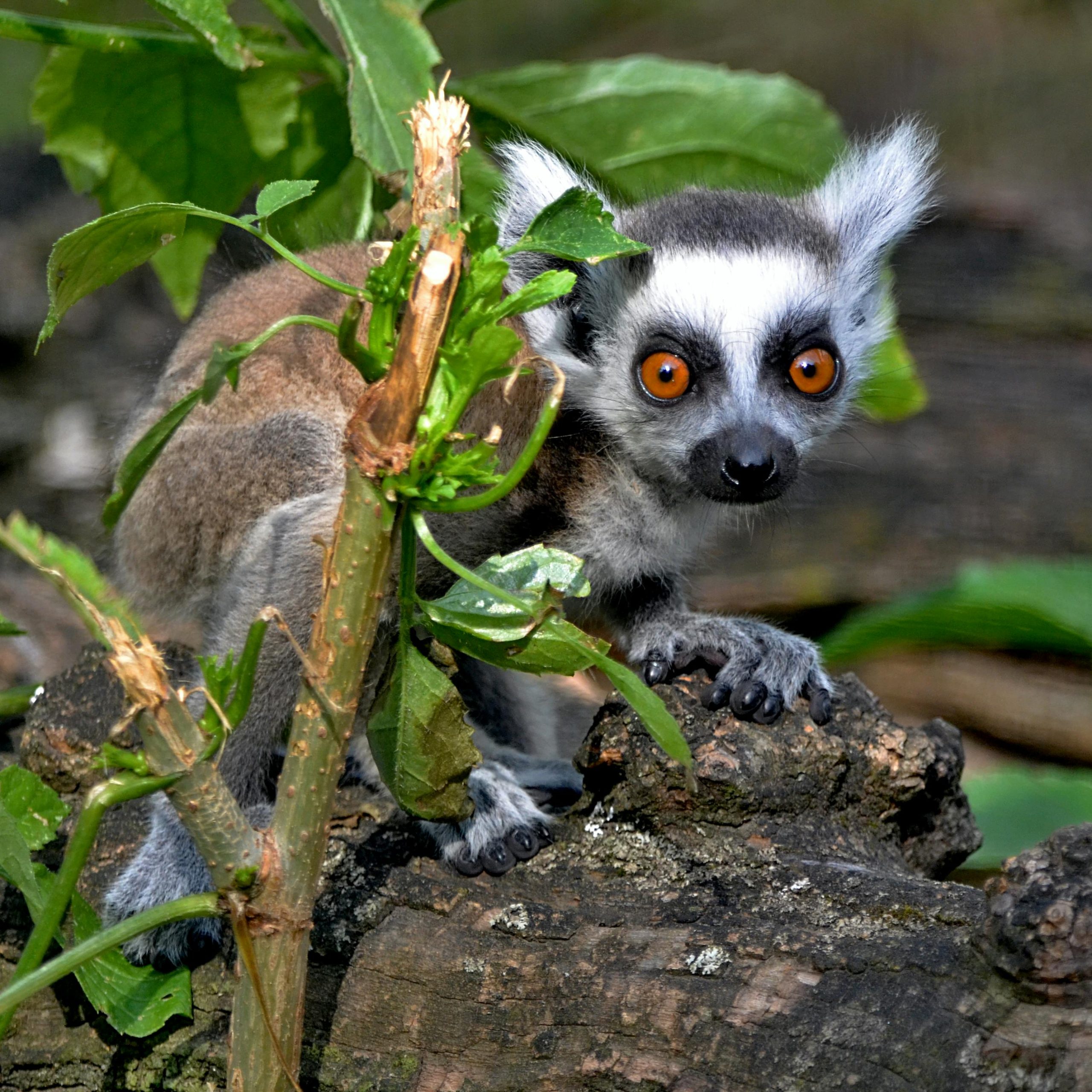 13 Days Uganda Adventure Safari