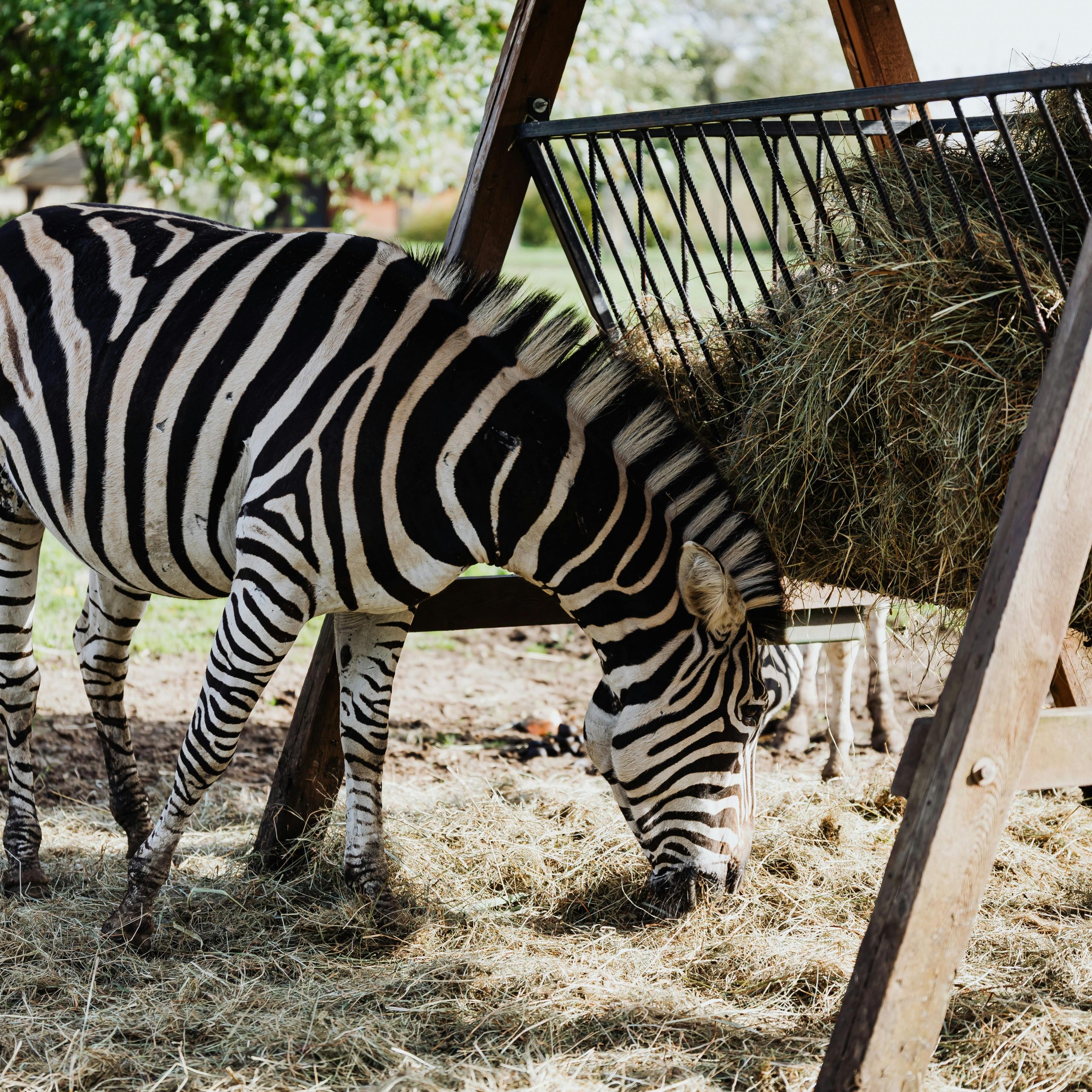 20 Days Rwanda, Uganda, Tanzania & Kenya Combined Safari