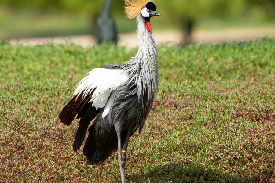 20 Days Discover Uganda