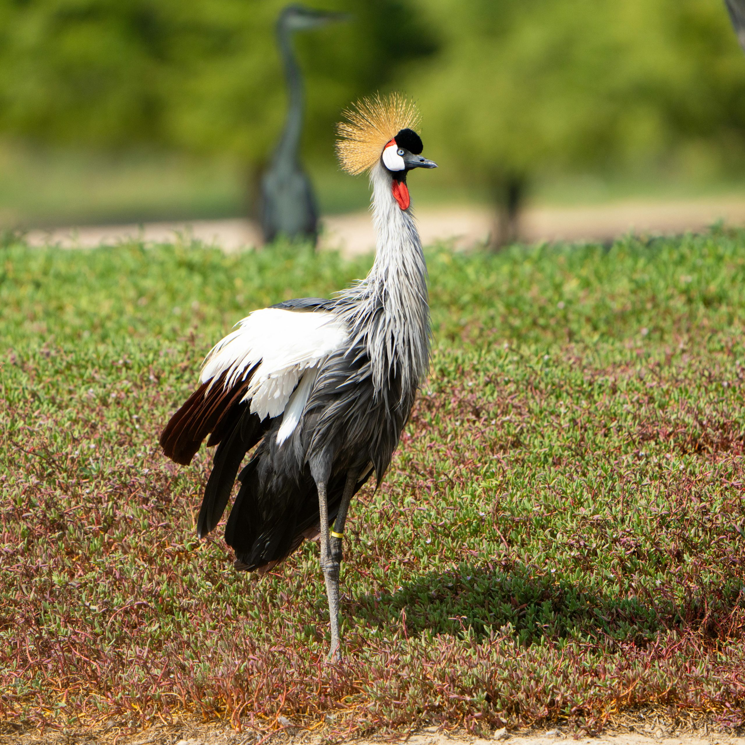 20 Days Discover Uganda