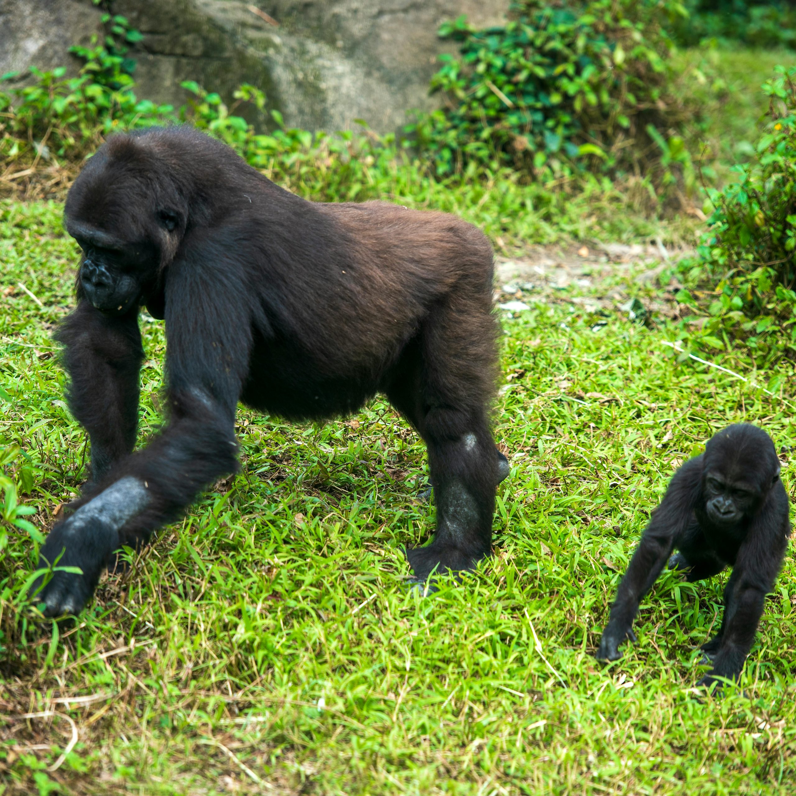 10 Days Lowland gorillas and primates Rwanda safari experience