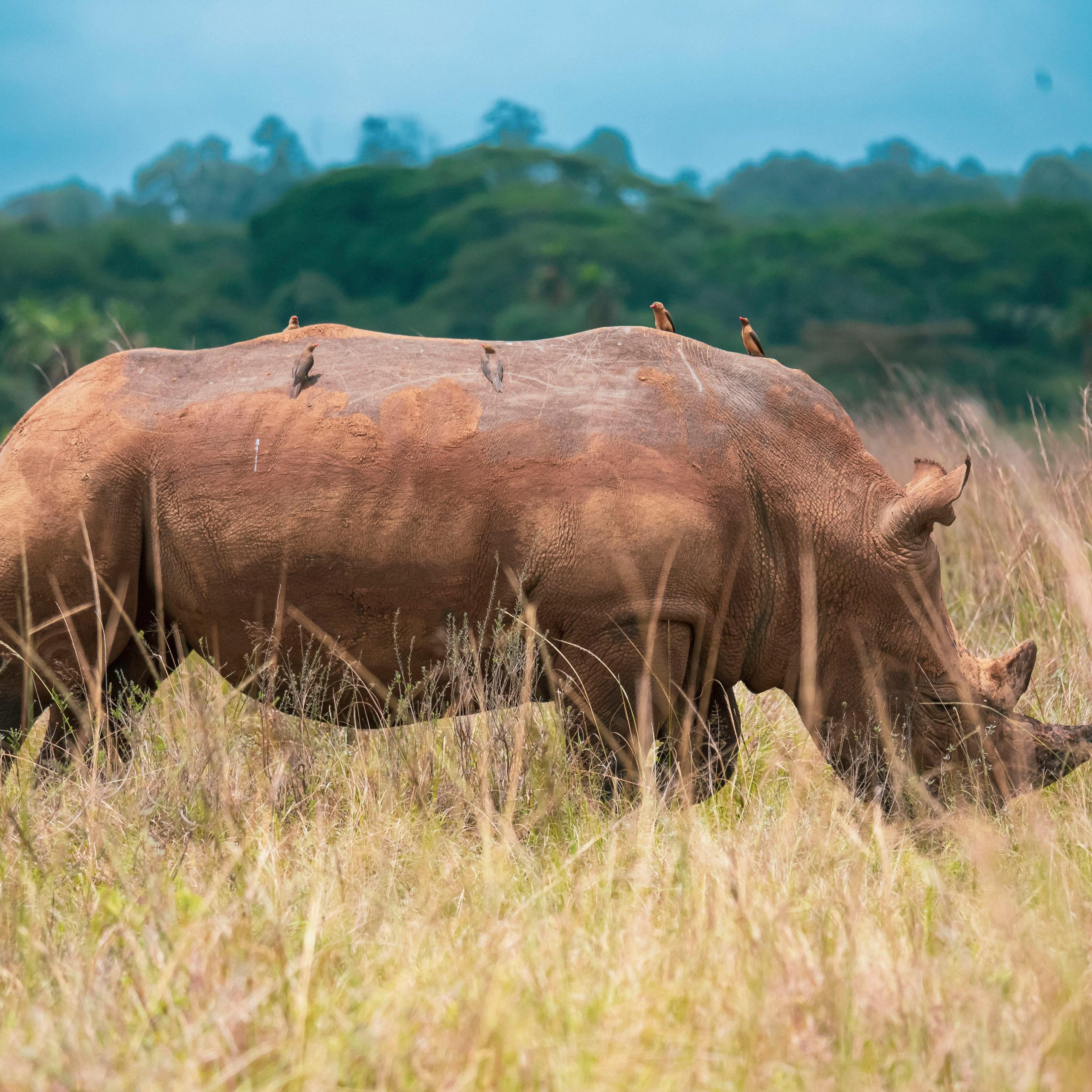 14 Days Kenya & Uganda Safari