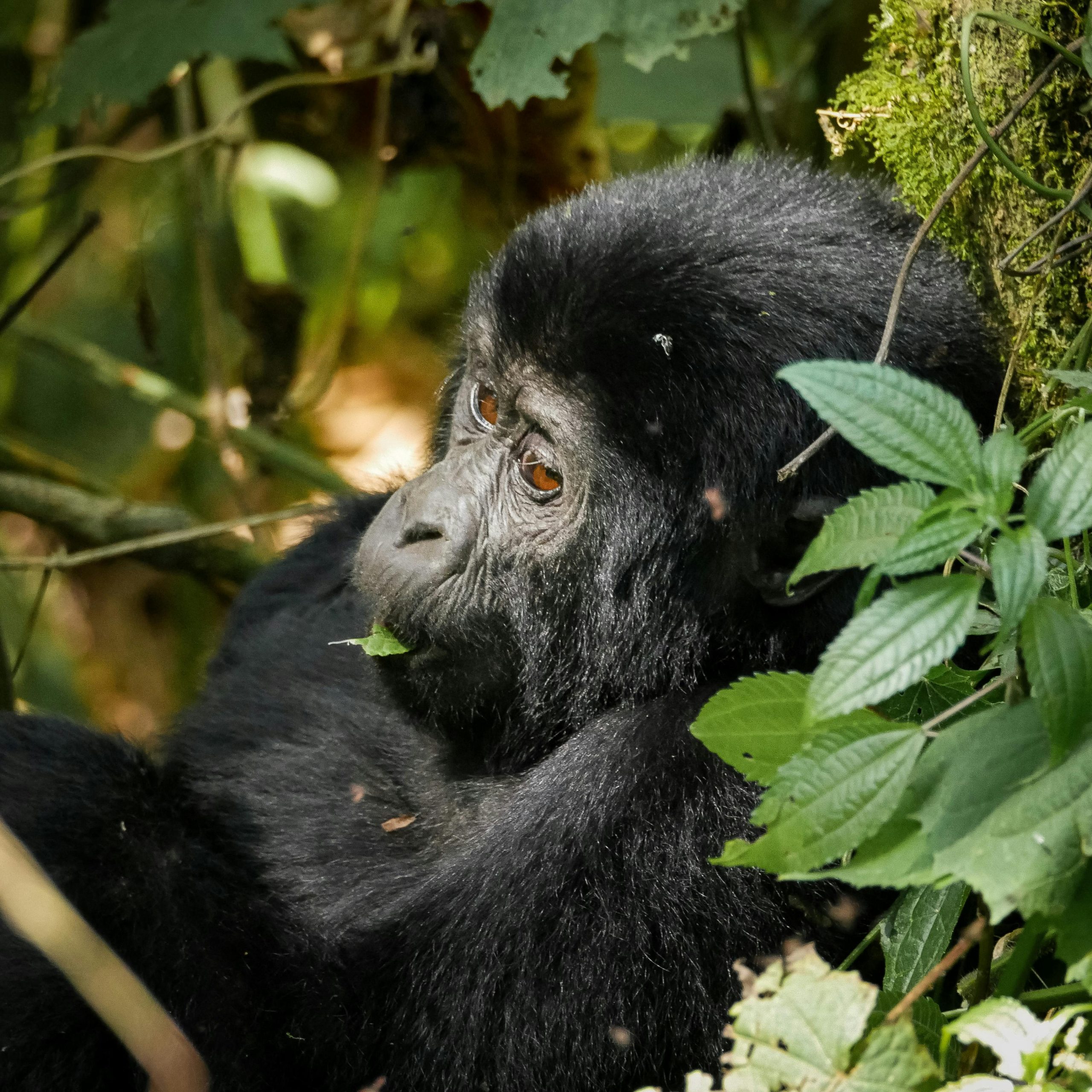 12 Days Uganda Rwanda Primates Wildlife & Cultural safari