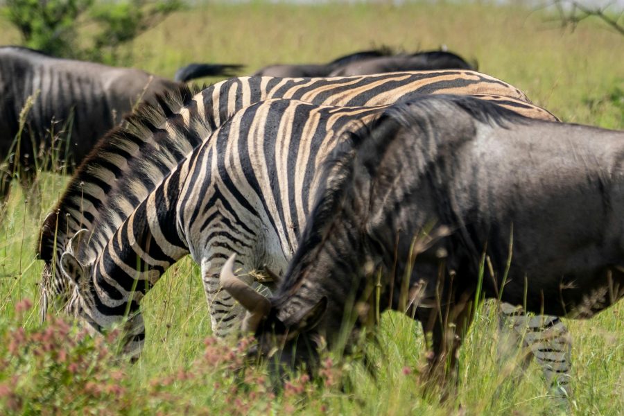 5 Days Nakuru & Masai Mara – Wildebeest Migration Safari