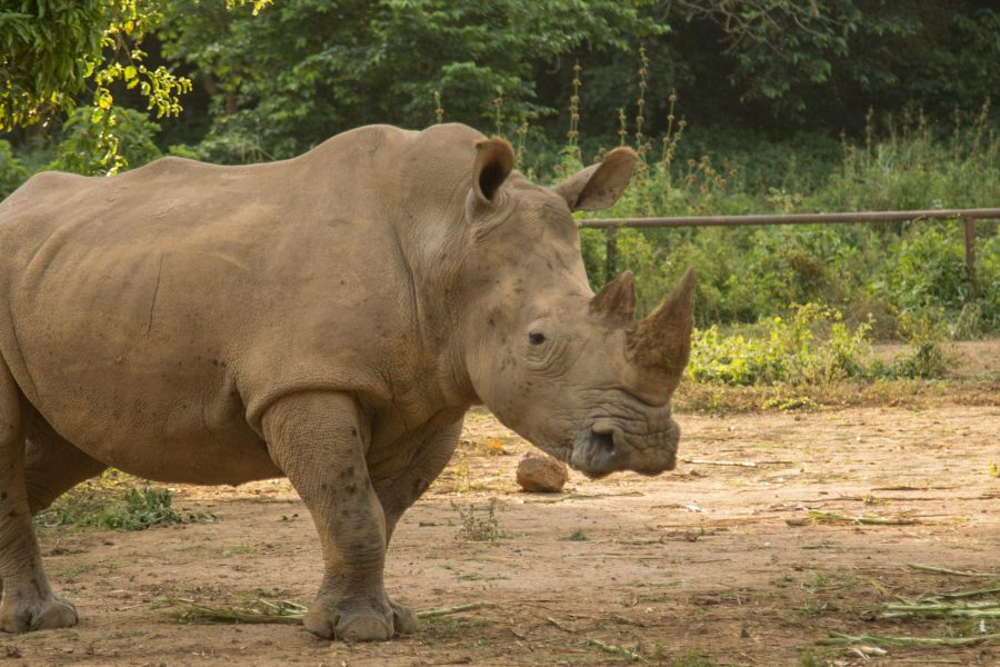 41 Days Budget Uganda, Kenya and Tanzania and Zanzibar