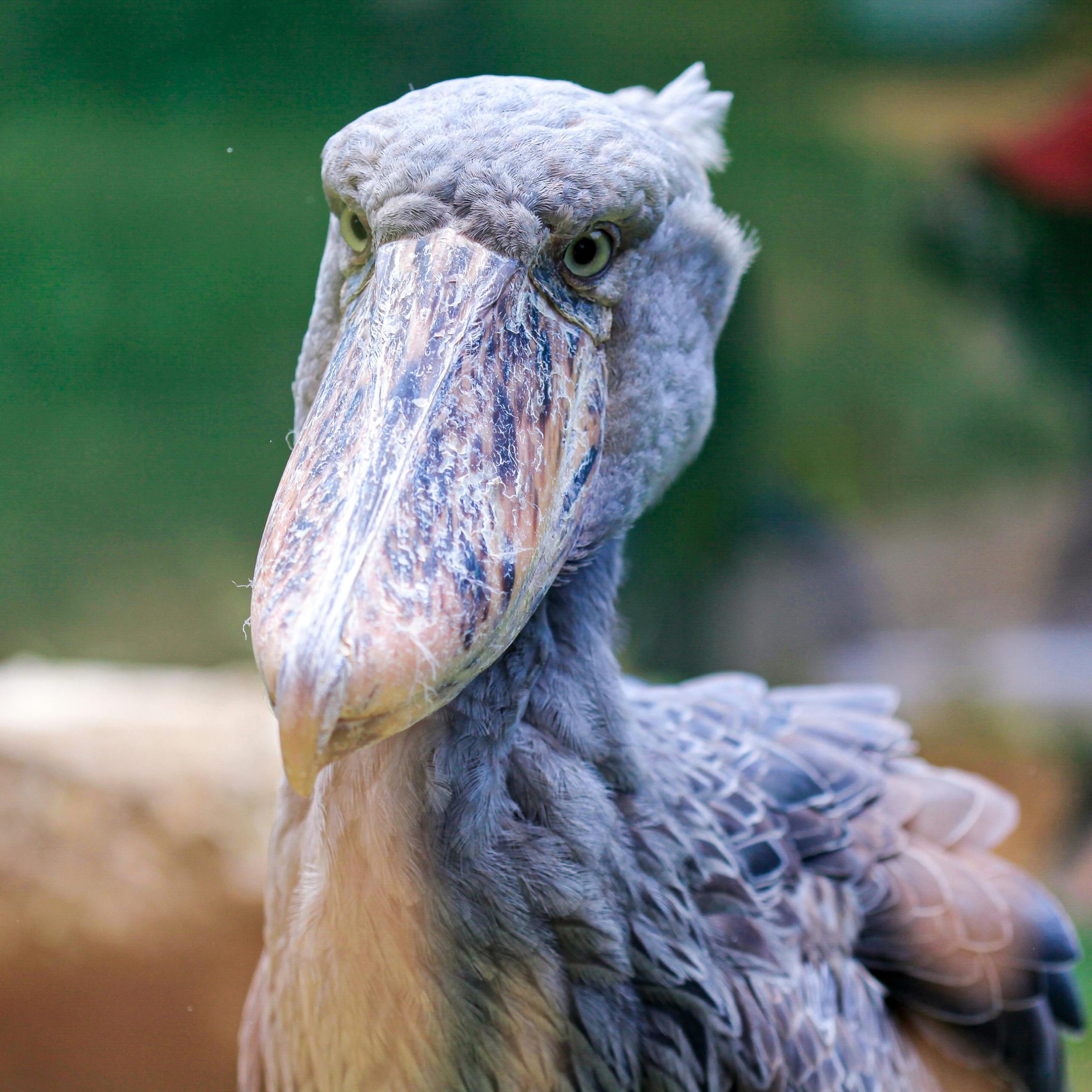 13 Days Uganda-Rwanda Safari