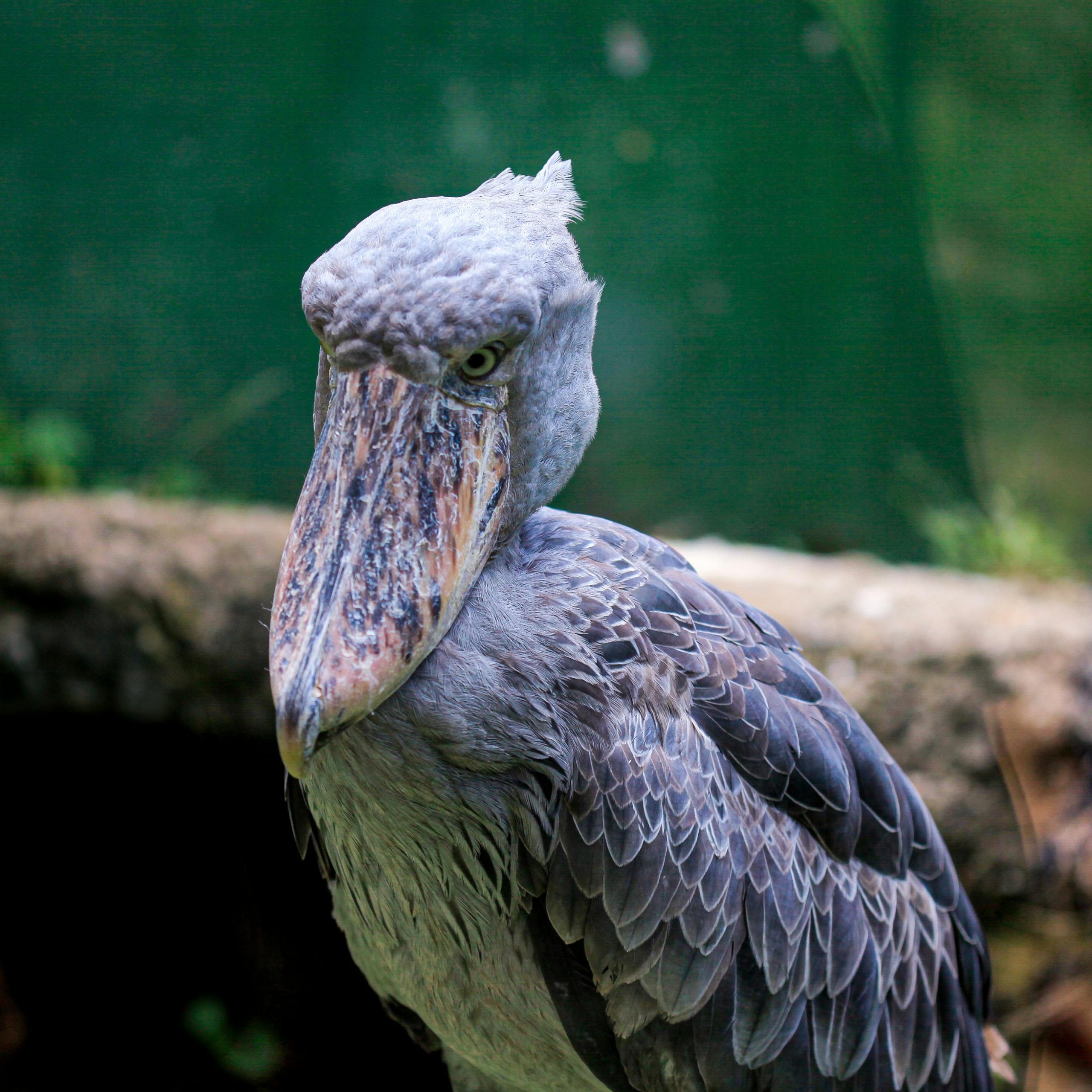 13 Days Uganda-Rwanda Safari