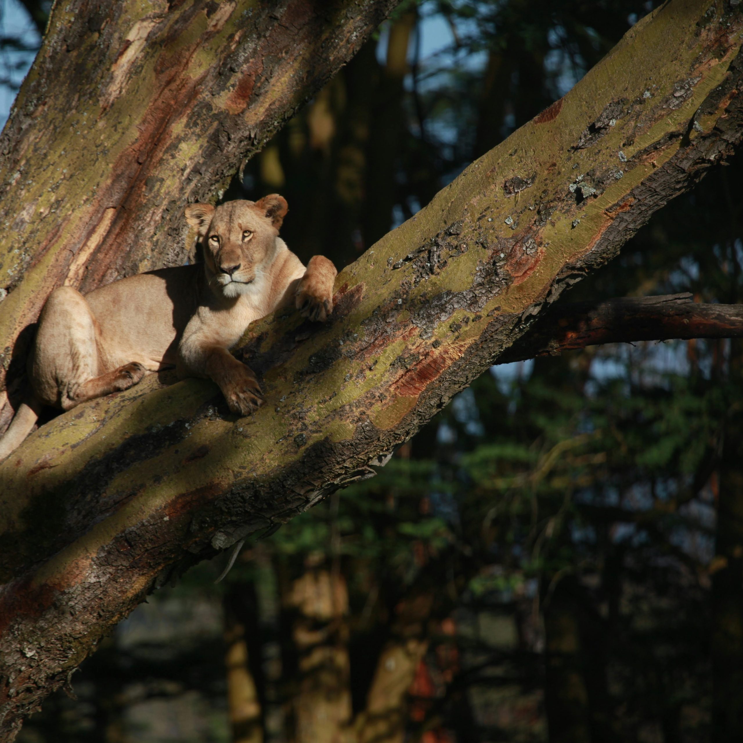 14 Days Kenya & Uganda Safari