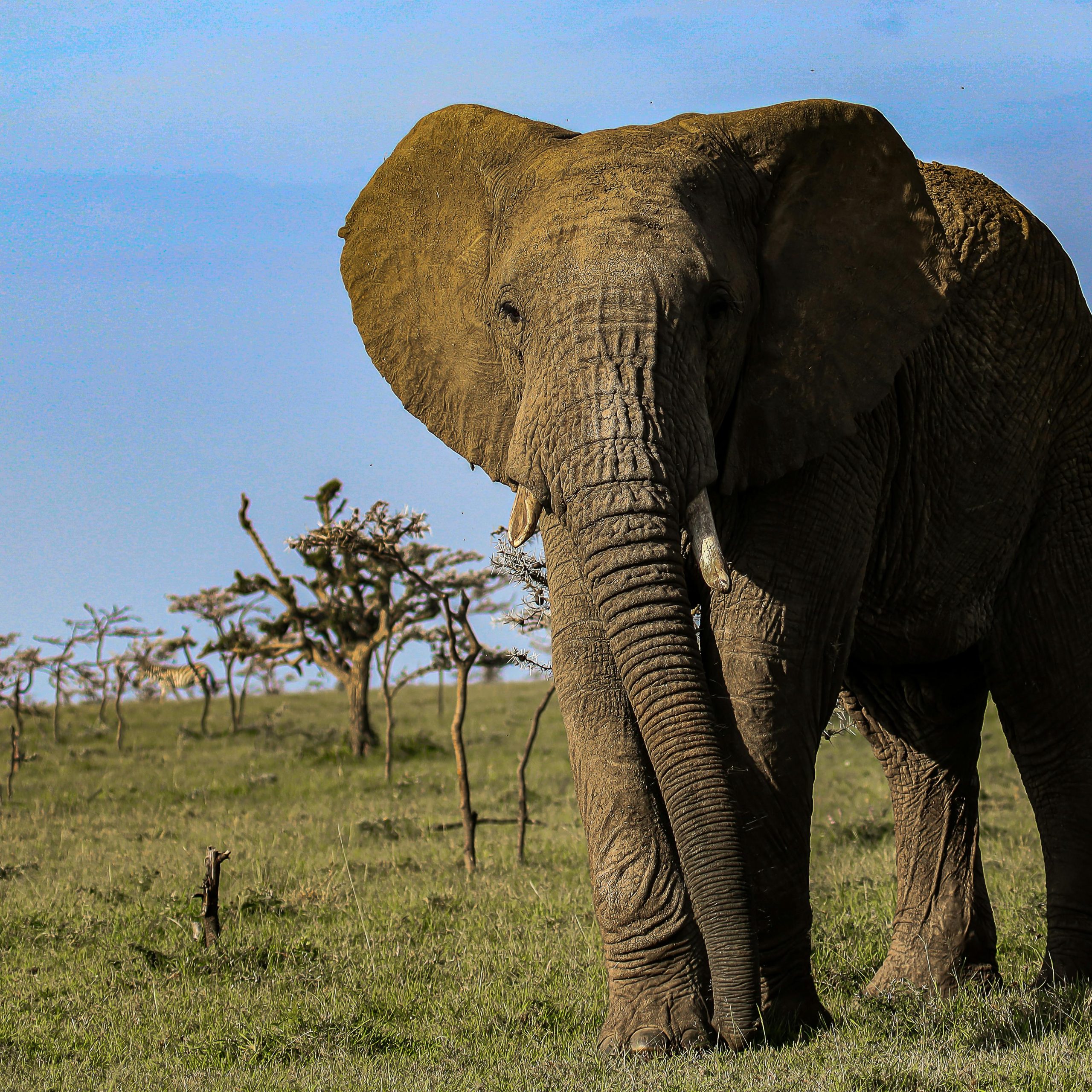 20 Days Rwanda, Uganda, Tanzania & Kenya Combined Safari