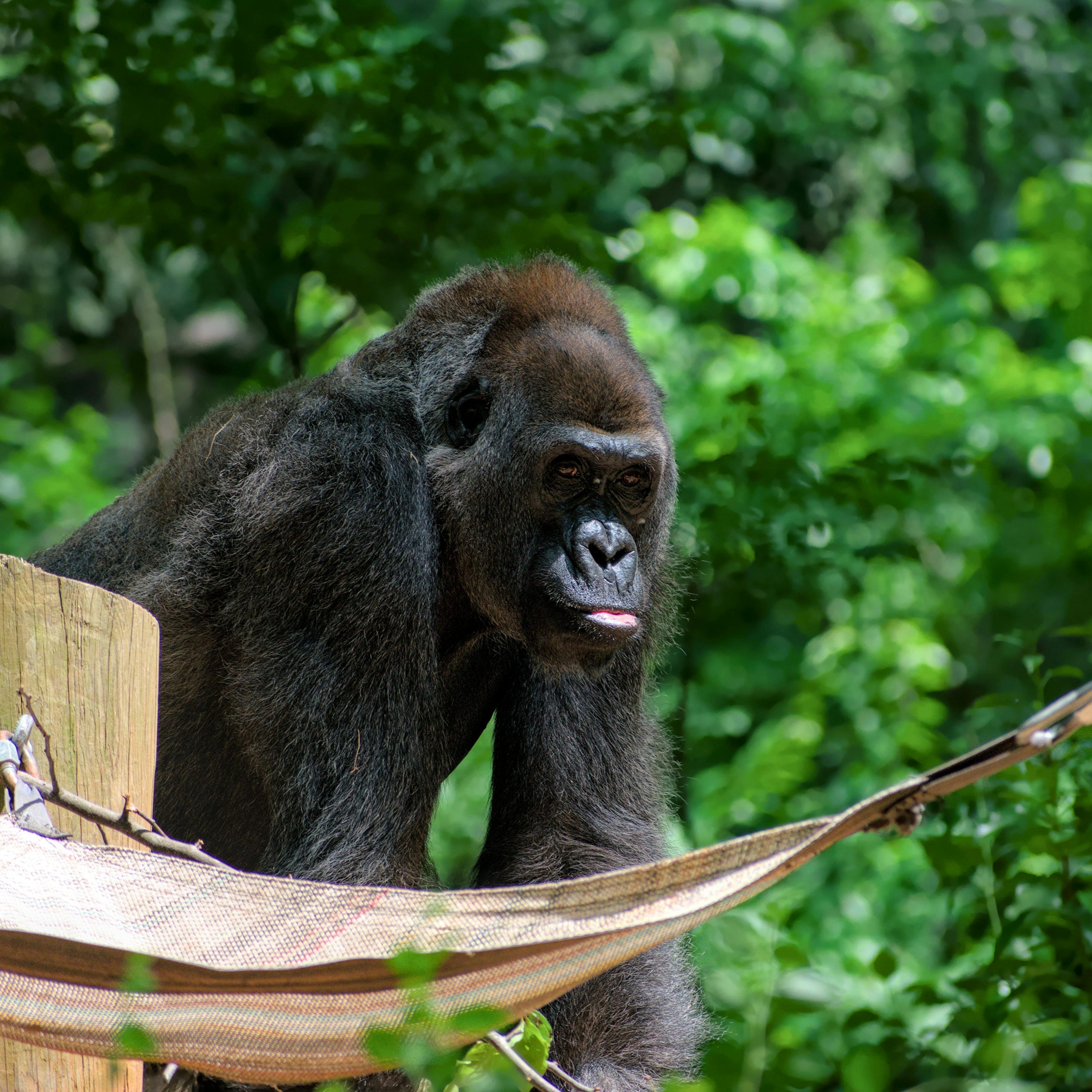 4 Days Lowland gorillas national park and Akagera national park Safari