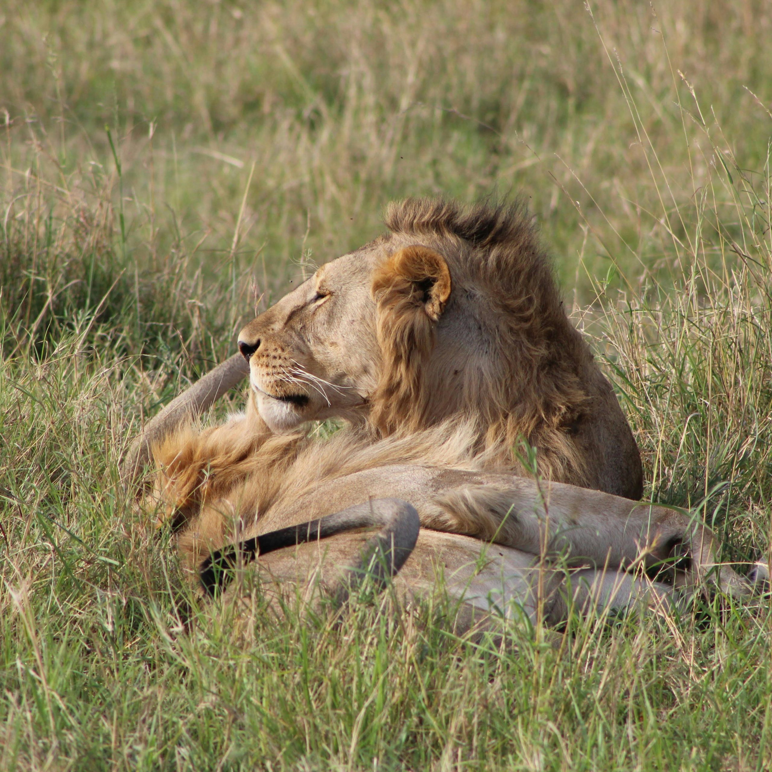 14 Days Kenya & Uganda Safari