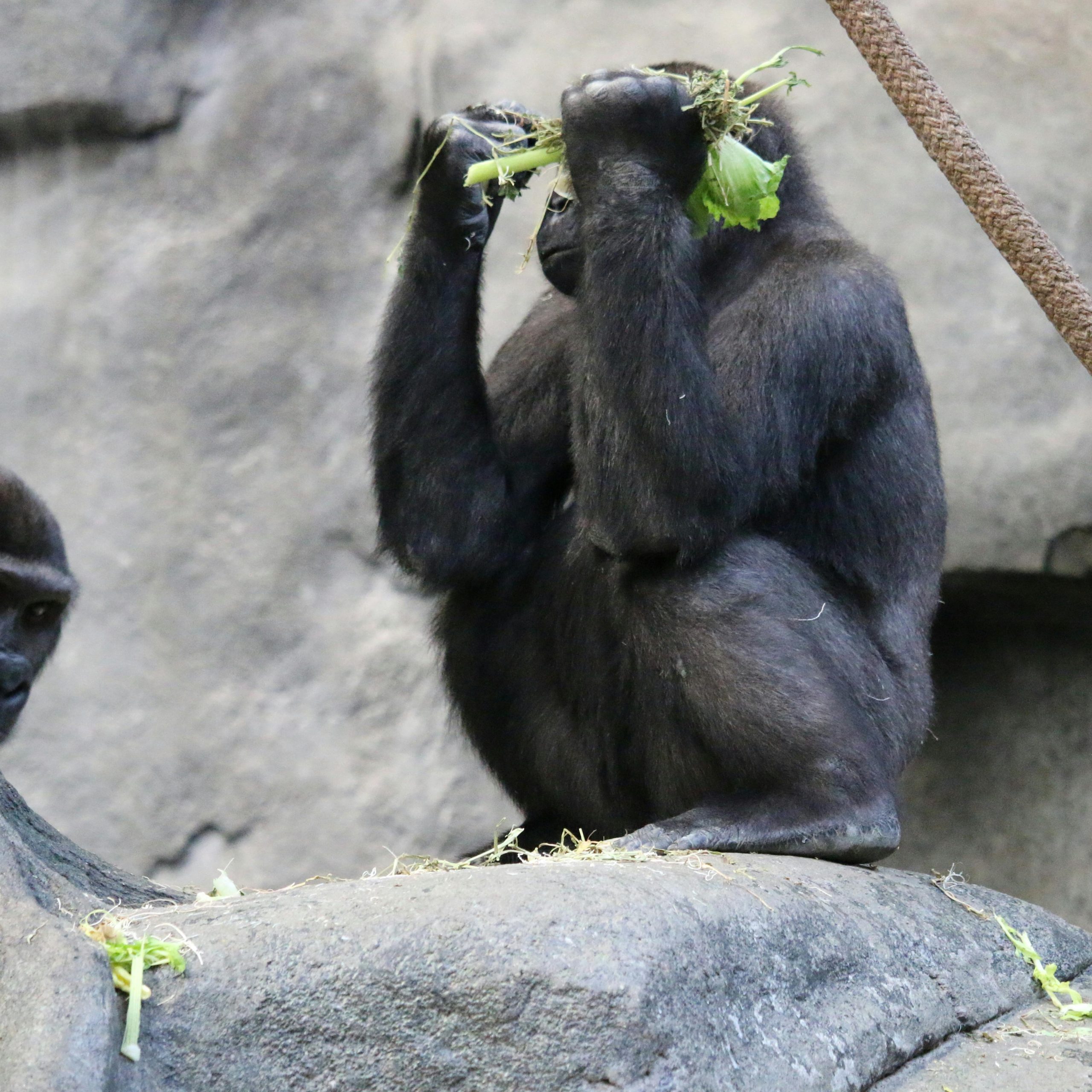 10 Days Lowland gorillas and primates Rwanda safari experience