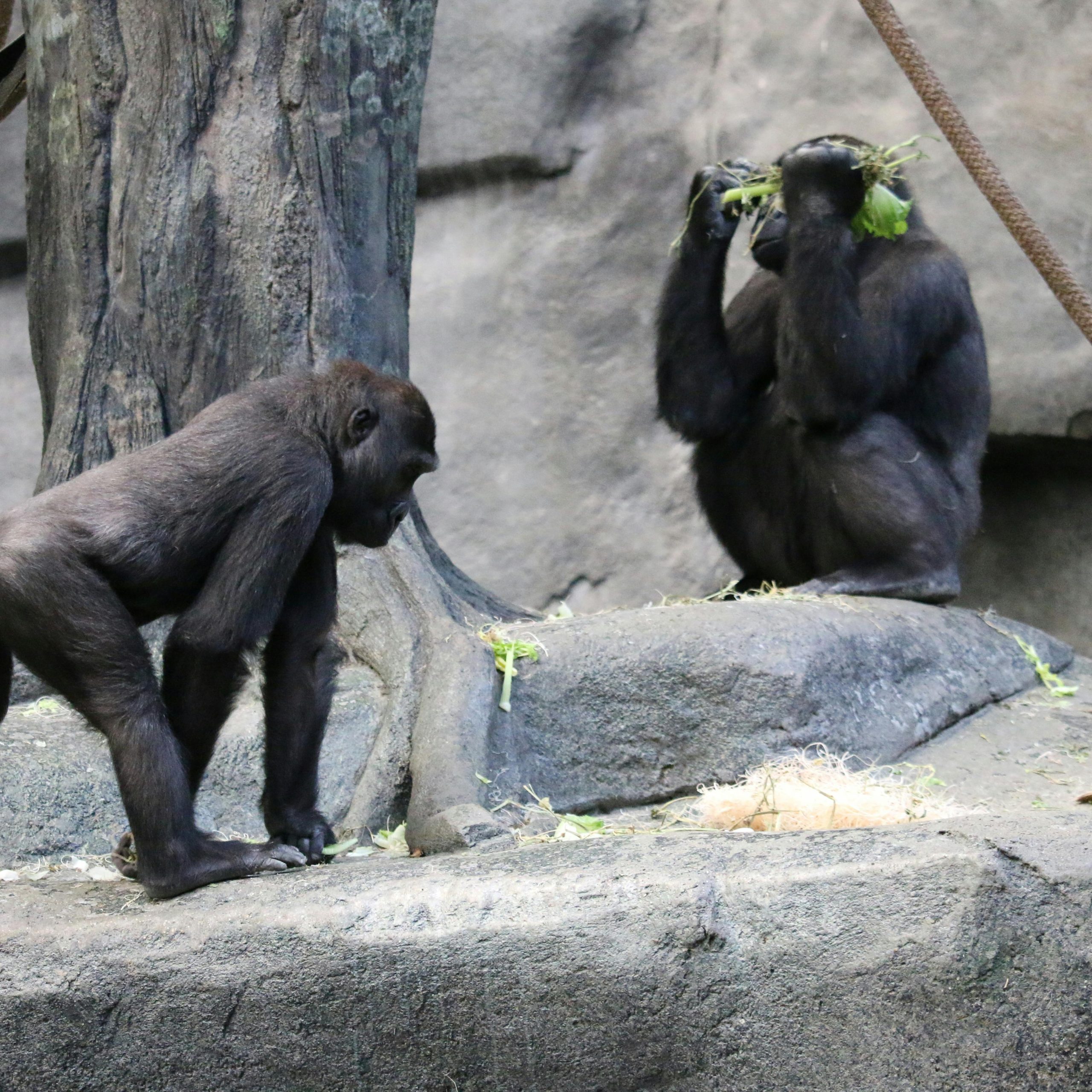 4 Days Lowland gorillas national park and Akagera national park Safari