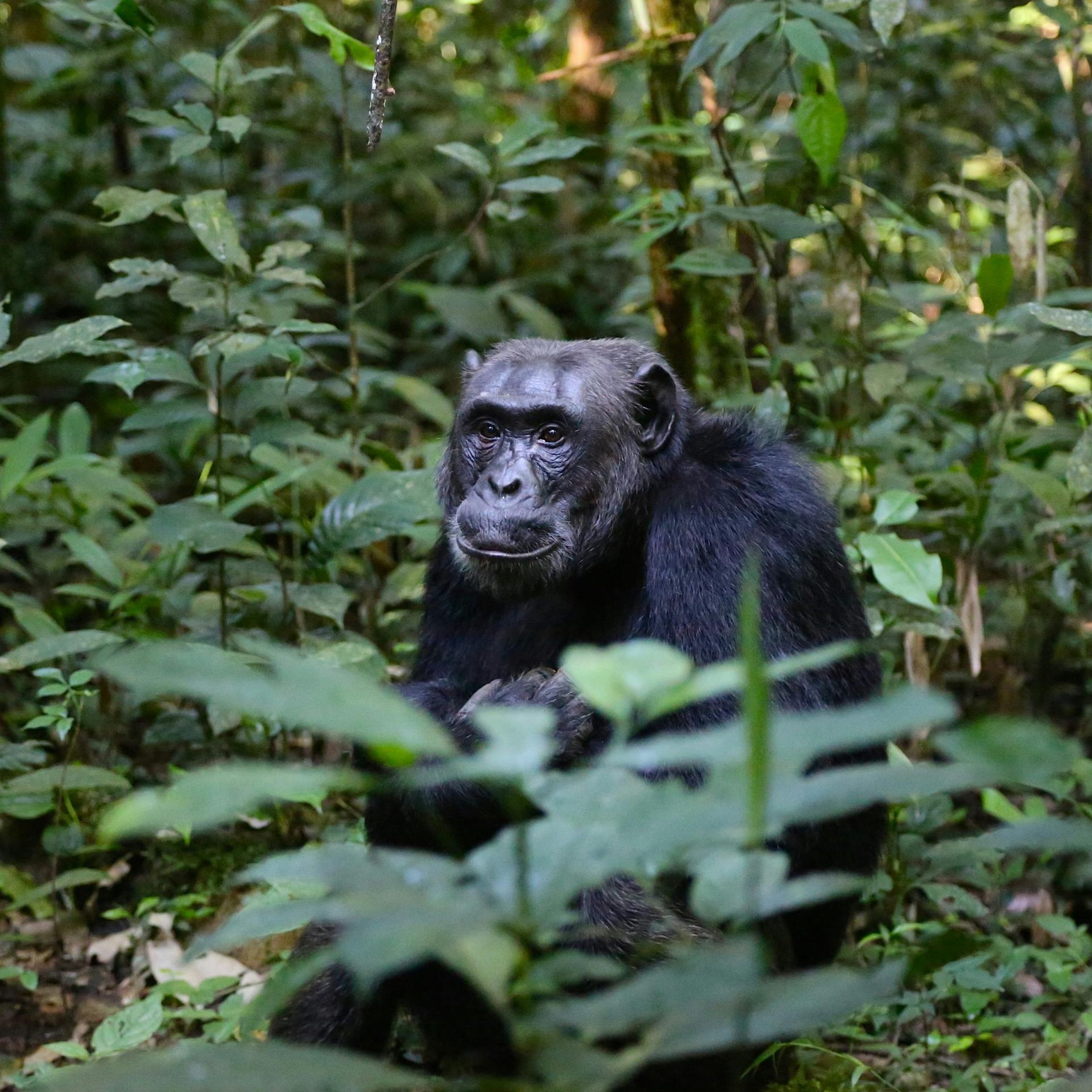 5 Days Bwindi Gorillas and Kibale Chimpanzee Safari