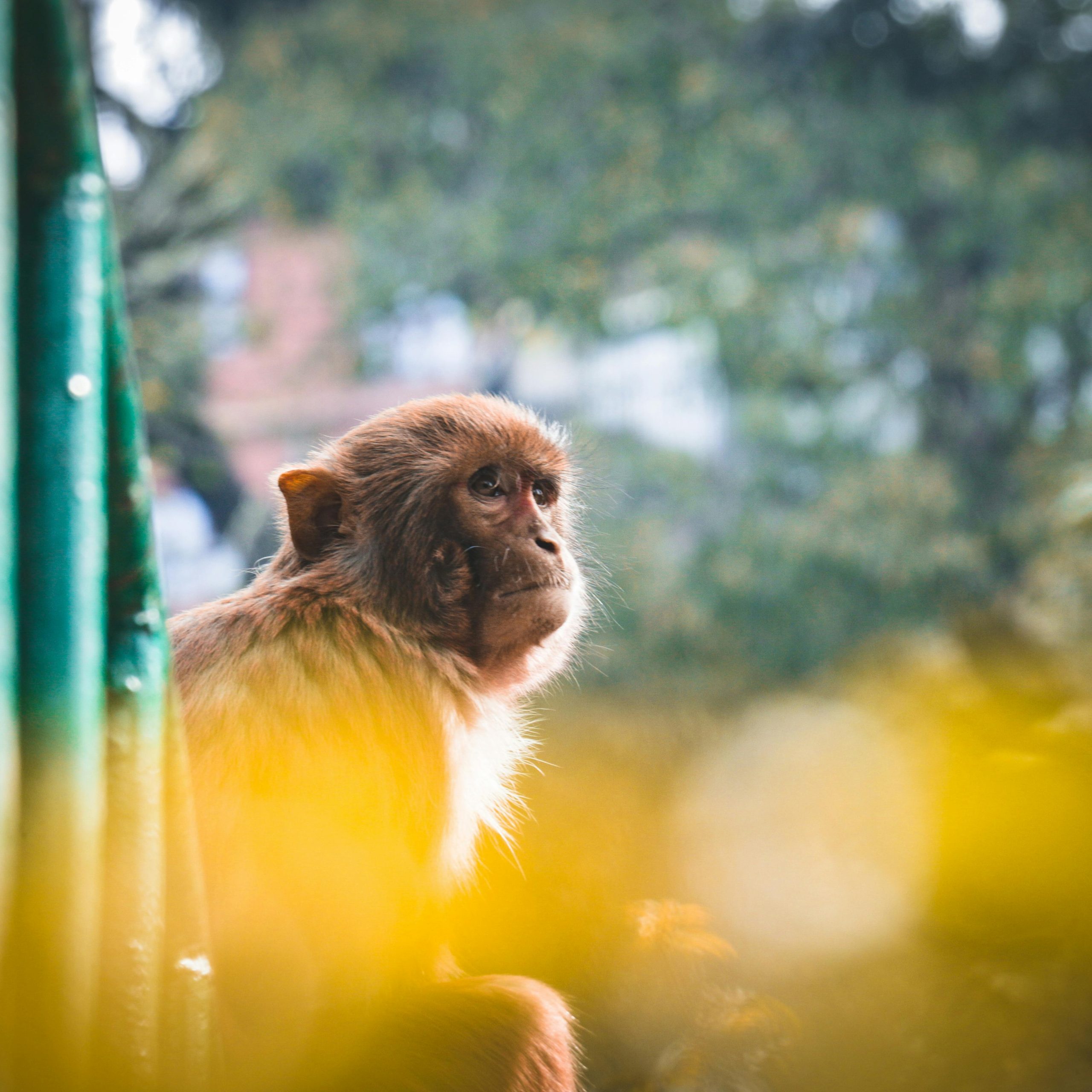 3 days Chimpanzee tracking in Nyungwe National Park