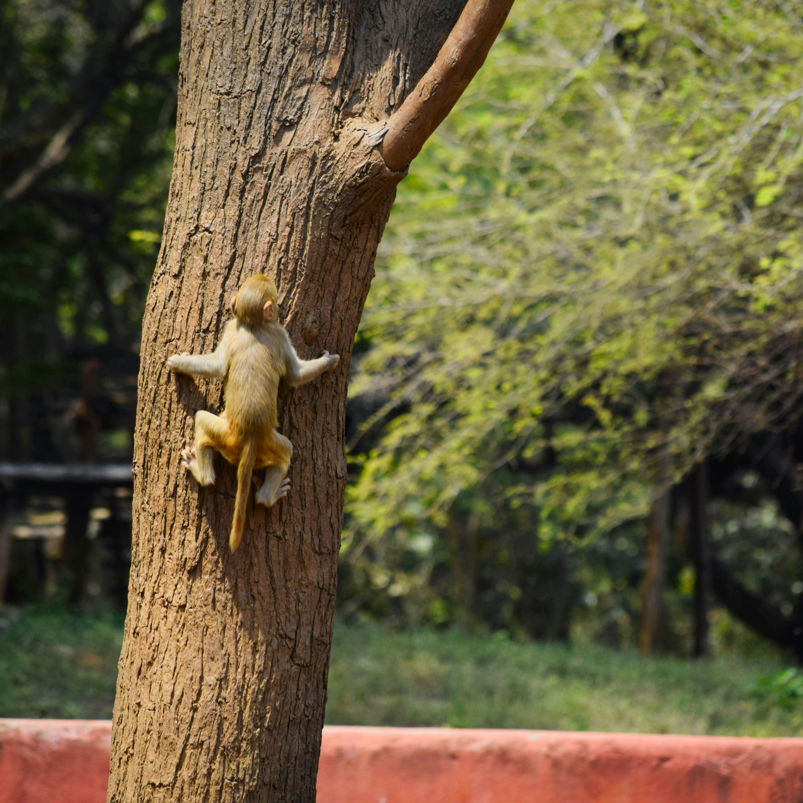 12 Days Uganda Rwanda Primates Wildlife & Cultural safari