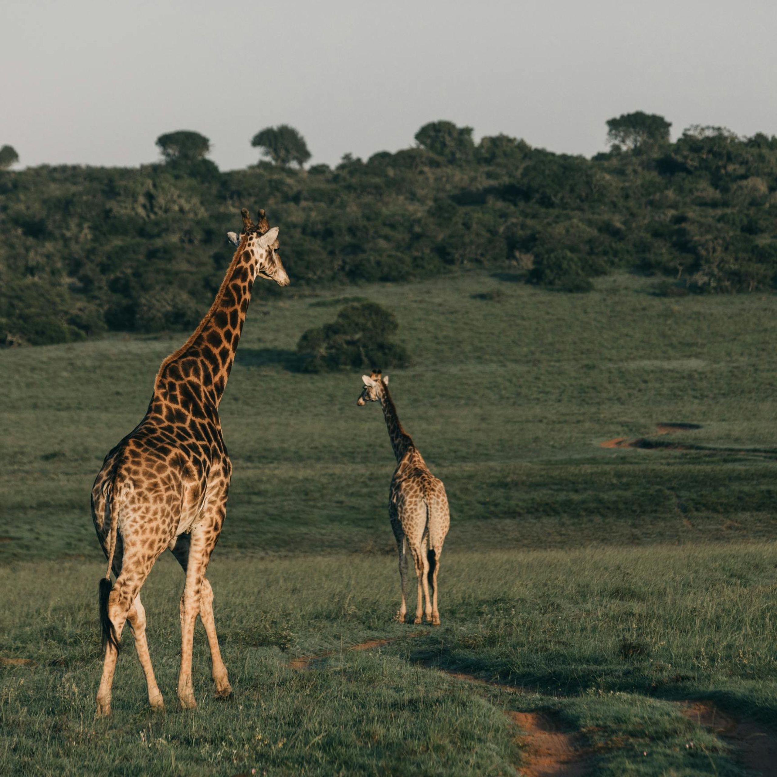 41 Days Budget Uganda, Kenya and Tanzania and Zanzibar