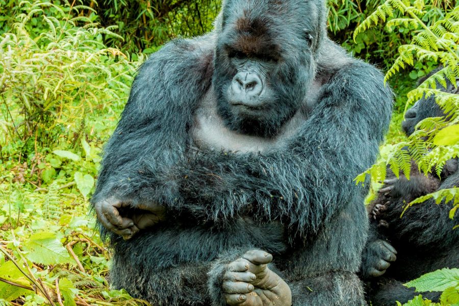 7 Days Uganda Congo Rwanda Gorilla Trekking Safari