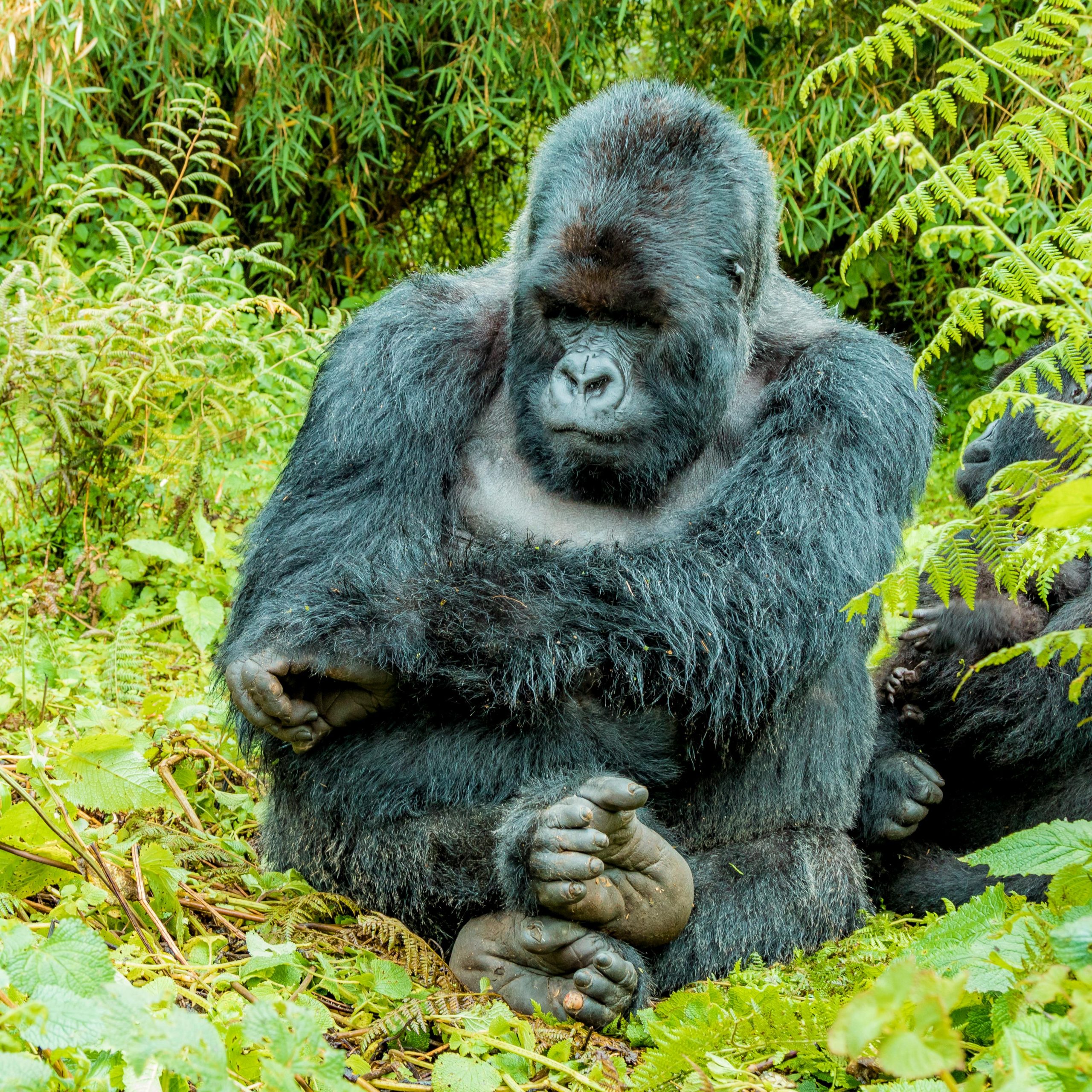 10 Days Lowland gorillas and primates Rwanda safari experience