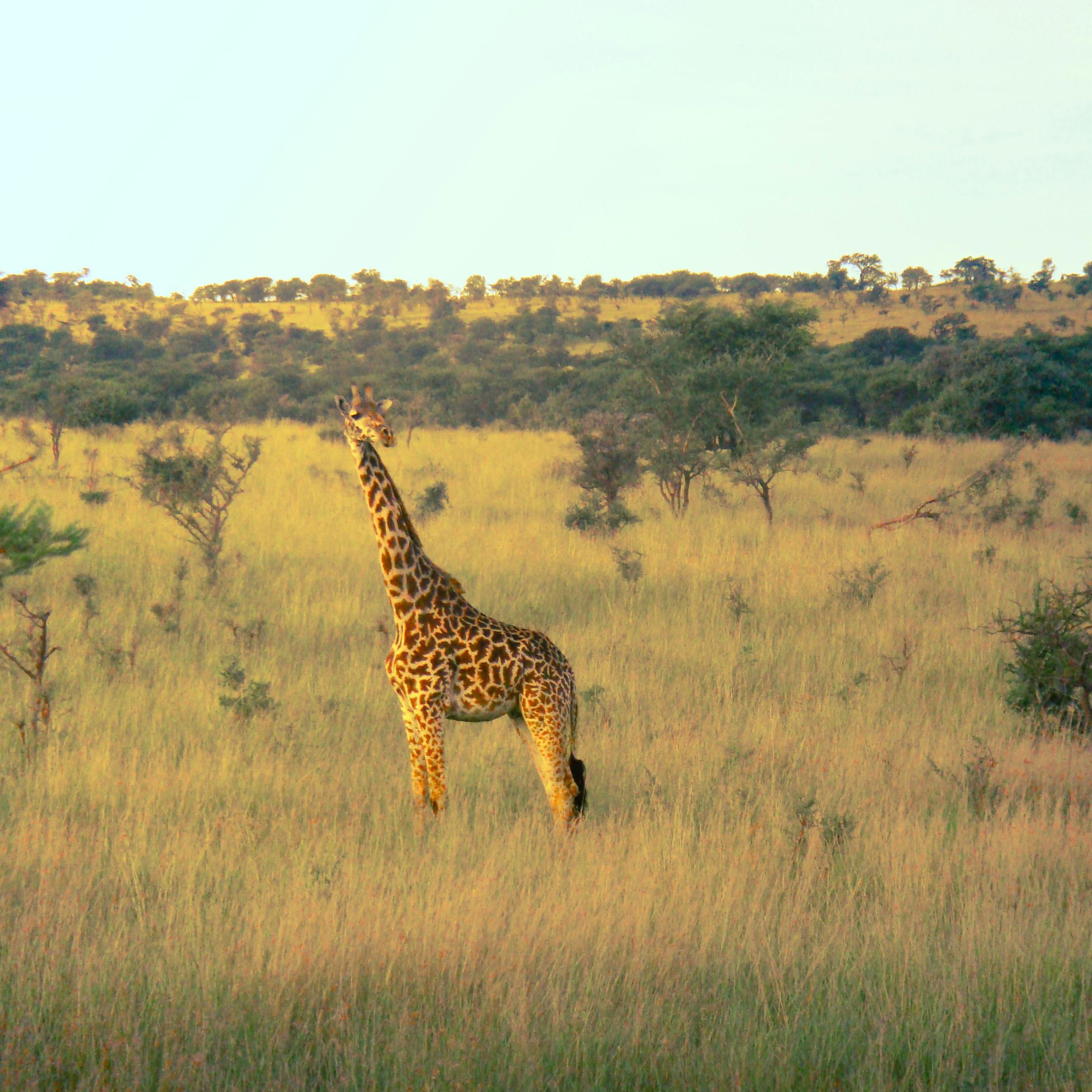 20 Days Discover Uganda