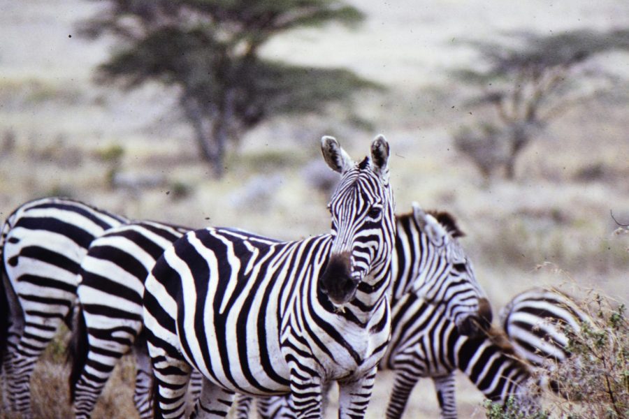 12 days Kenya Tanzania safari – Visit Masai Mara & Serengeti NP