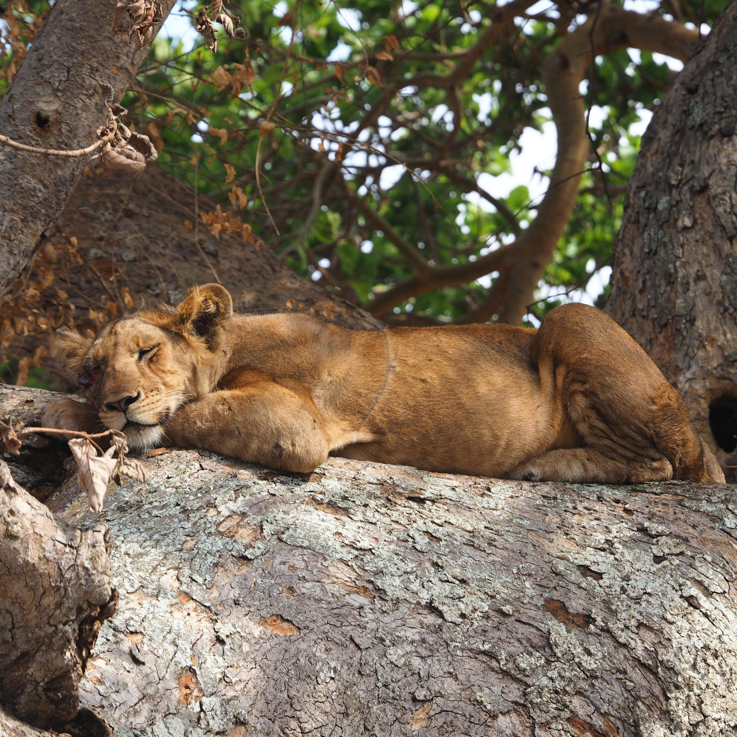 20 Days Discover Uganda