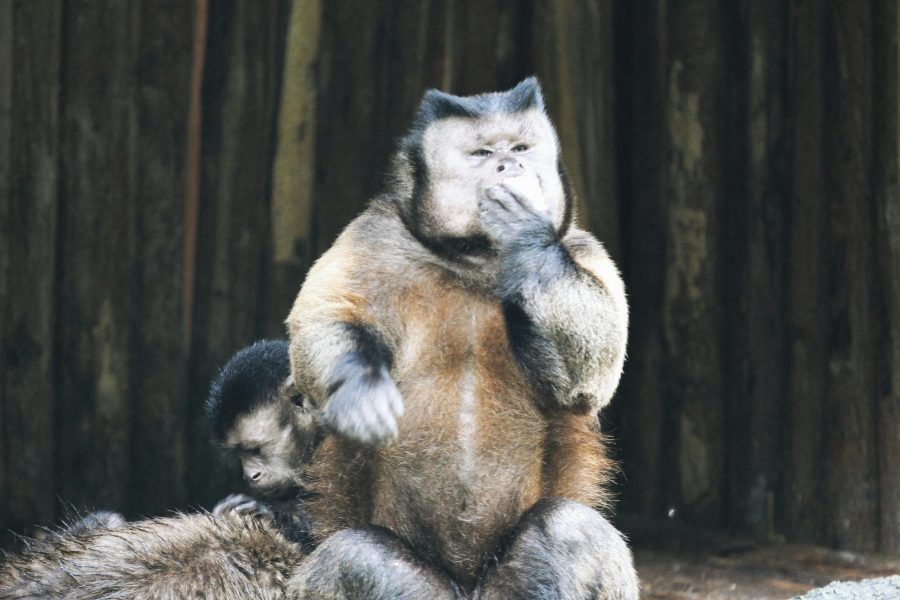 5 Days Bwindi Gorillas and Kibale Chimpanzee Safari