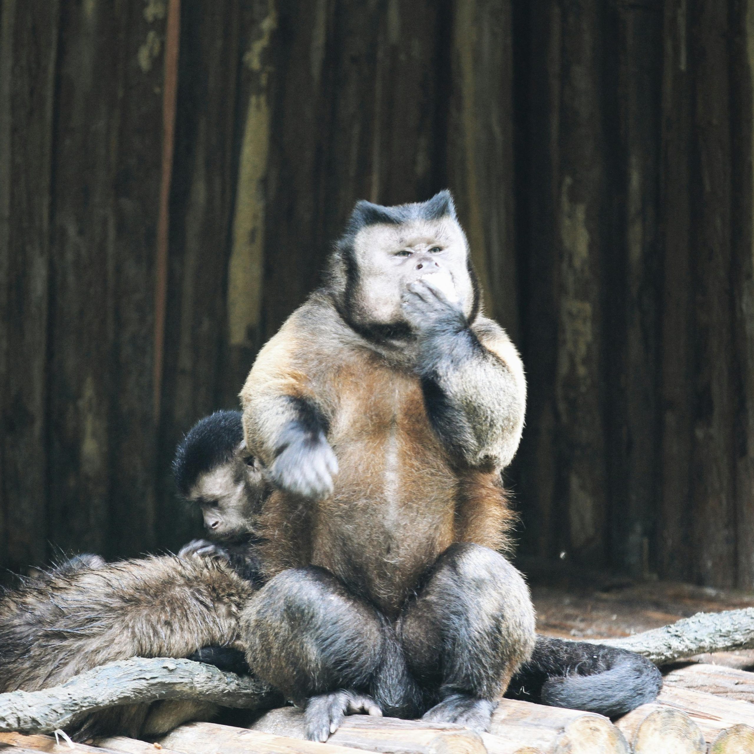 5 Days Bwindi Gorillas and Kibale Chimpanzee Safari