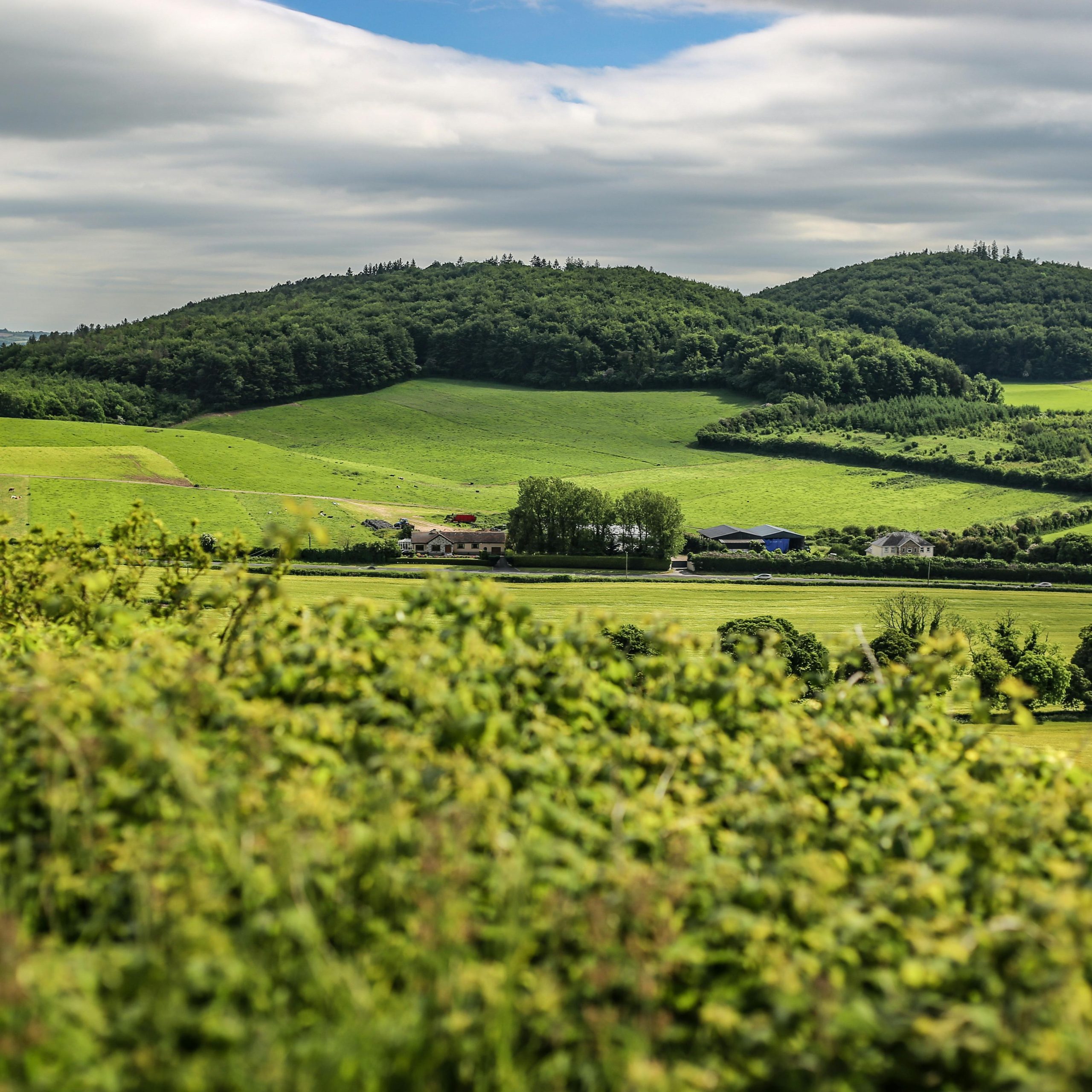 9 Days Uganda Rwanda & Congo Safari