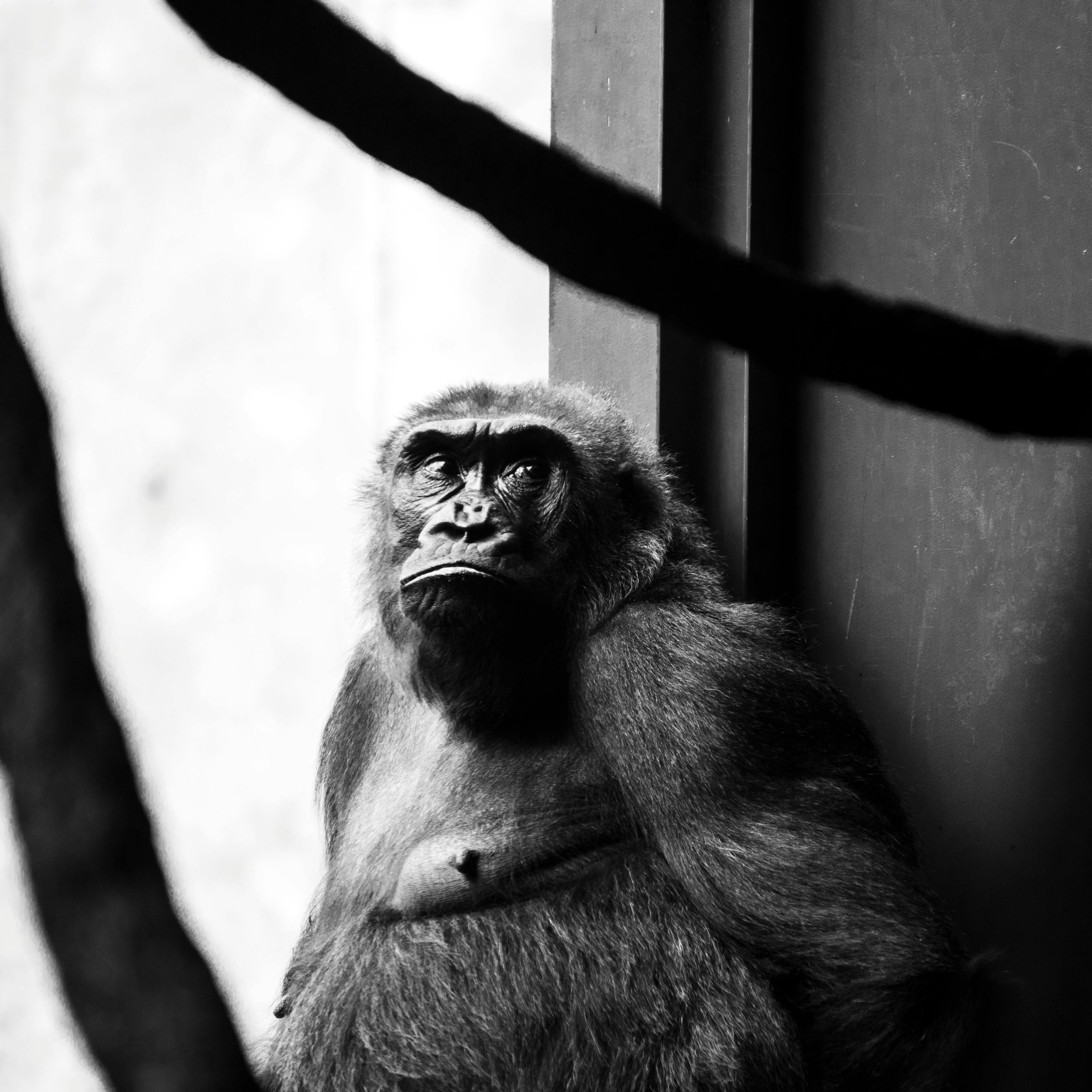 5 Days Bwindi Gorillas and Kibale Chimpanzee Safari