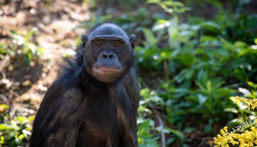 LEARN ABOUT GORILLAS, CHIMPANZEES, BONOBOS