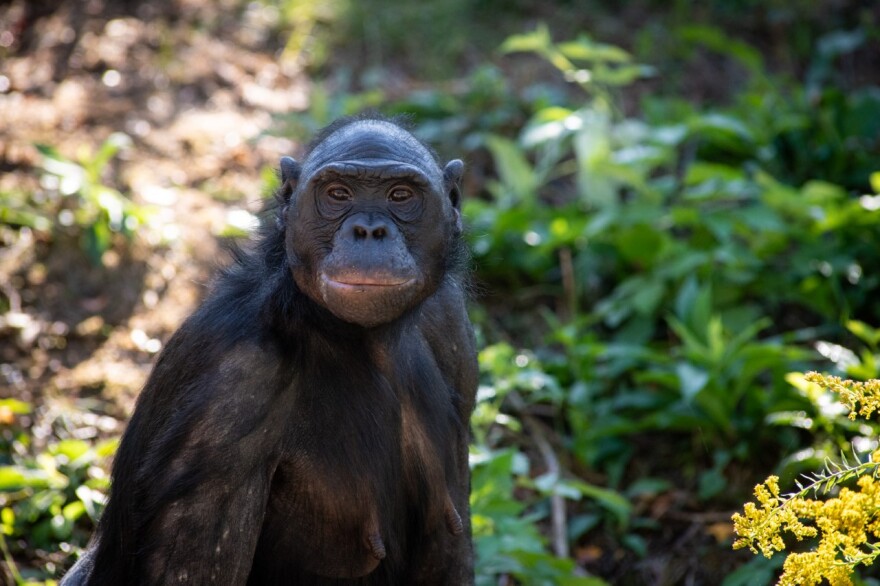 LEARN ABOUT GORILLAS, CHIMPANZEES, BONOBOS