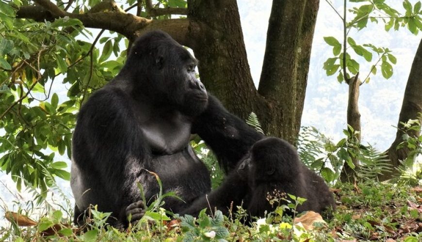 THE OLDEST GORILLA IN UGANDA DIED AT 50 yrs of age