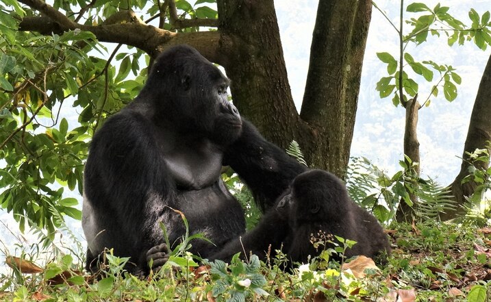 THE OLDEST GORILLA IN UGANDA DIED AT 50 yrs of age